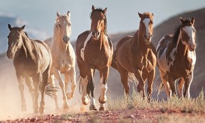 Wyoming-Quintet-Opus-1 (2)