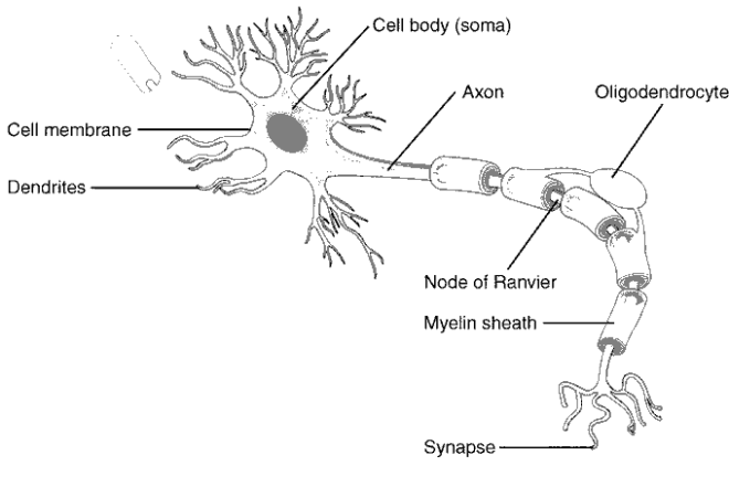 cns myelin